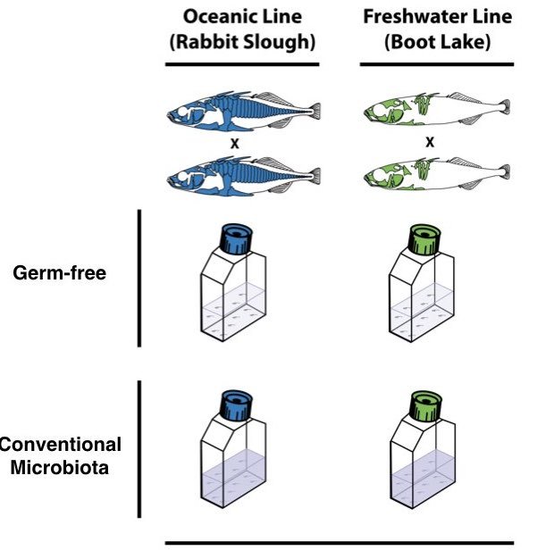 Tidy data principles provide a standard way to organize datasets