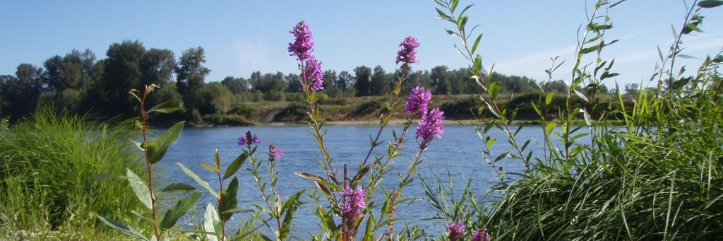 Willamette River in Eugene Oregon